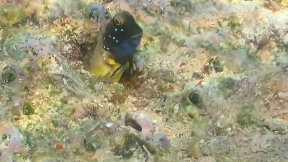 ภาพประกอบของ ปลาตั๊กแตนหินลายขวางตั๊กแตนหิน (Rhabdoblennius nitidus)