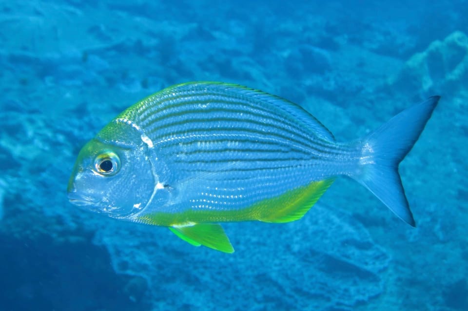 ภาพประกอบของ ปลา thorpei (Rhabdosargus thorpei)