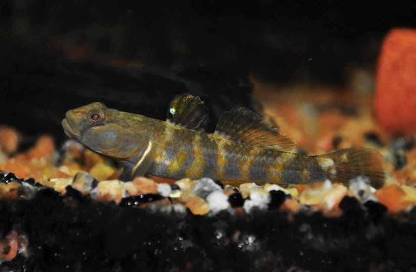 ภาพประกอบของ ปลาบู่บู่ (Rhinogobius cliffordpopei)