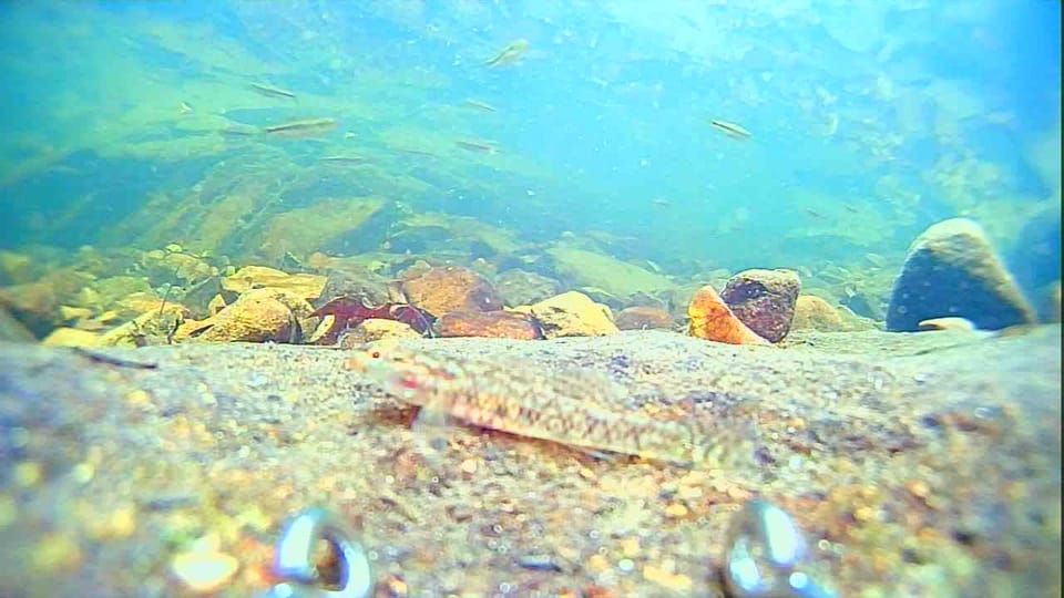 ภาพประกอบของ ปลาบู่น้ำตกเดาส์ปิลุส (Rhinogobius duospilus)