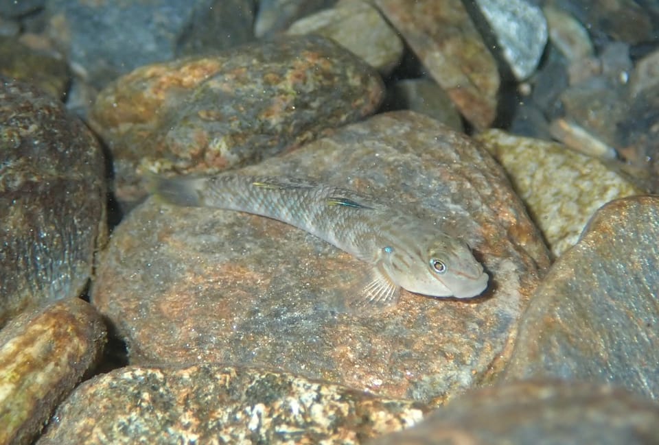 ภาพประกอบของ ปลาบู่ยักษ์บู่ (Rhinogobius gigas)