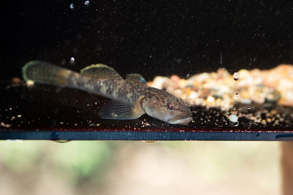 ภาพประกอบของ ปลาบู่บู่ (Rhinogobius leavelli)