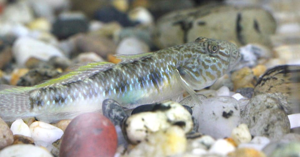 ภาพประกอบของ ปลาบู่ลำธารจีน (Rhinogobius similis)