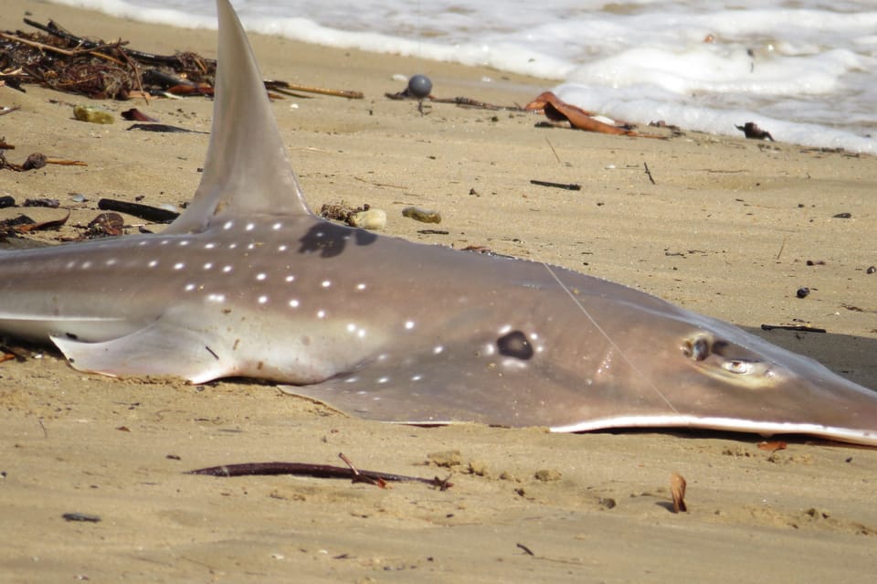 ภาพประกอบของ ปลา palpebratus (Rhynchobatus palpebratus)