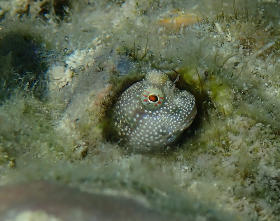 ภาพประกอบของ ปลาตั๊กแตนหินขาวลายจุดตั๊กแตนหิน (Salarias alboguttatus)