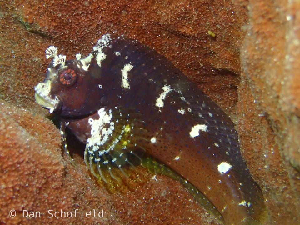 ภาพประกอบของ ปลาตั๊กแตนหินตั๊กแตนหิน (Salarias ramosus)