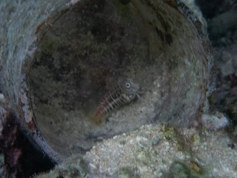 ภาพประกอบของ ปลาตั๊กแตนหินแดงลายจุดตั๊กแตนหิน (Salarias segmentatus)