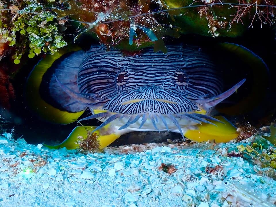 ภาพประกอบของ ปลา splendidus (Sanopus splendidus)