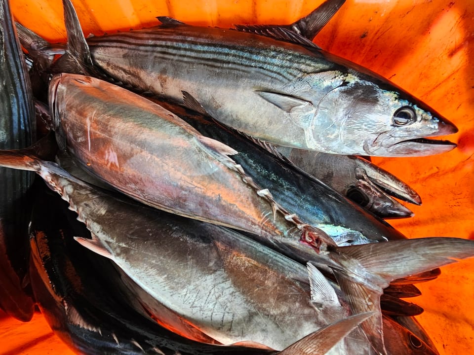 ภาพประกอบของ ปลา orientalis (Sarda orientalis)