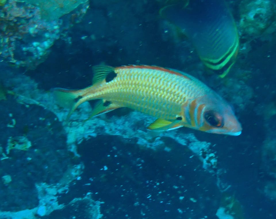 ภาพประกอบของ ปลาข้าวเม่าสามจุด (Sargocentron melanospilos)