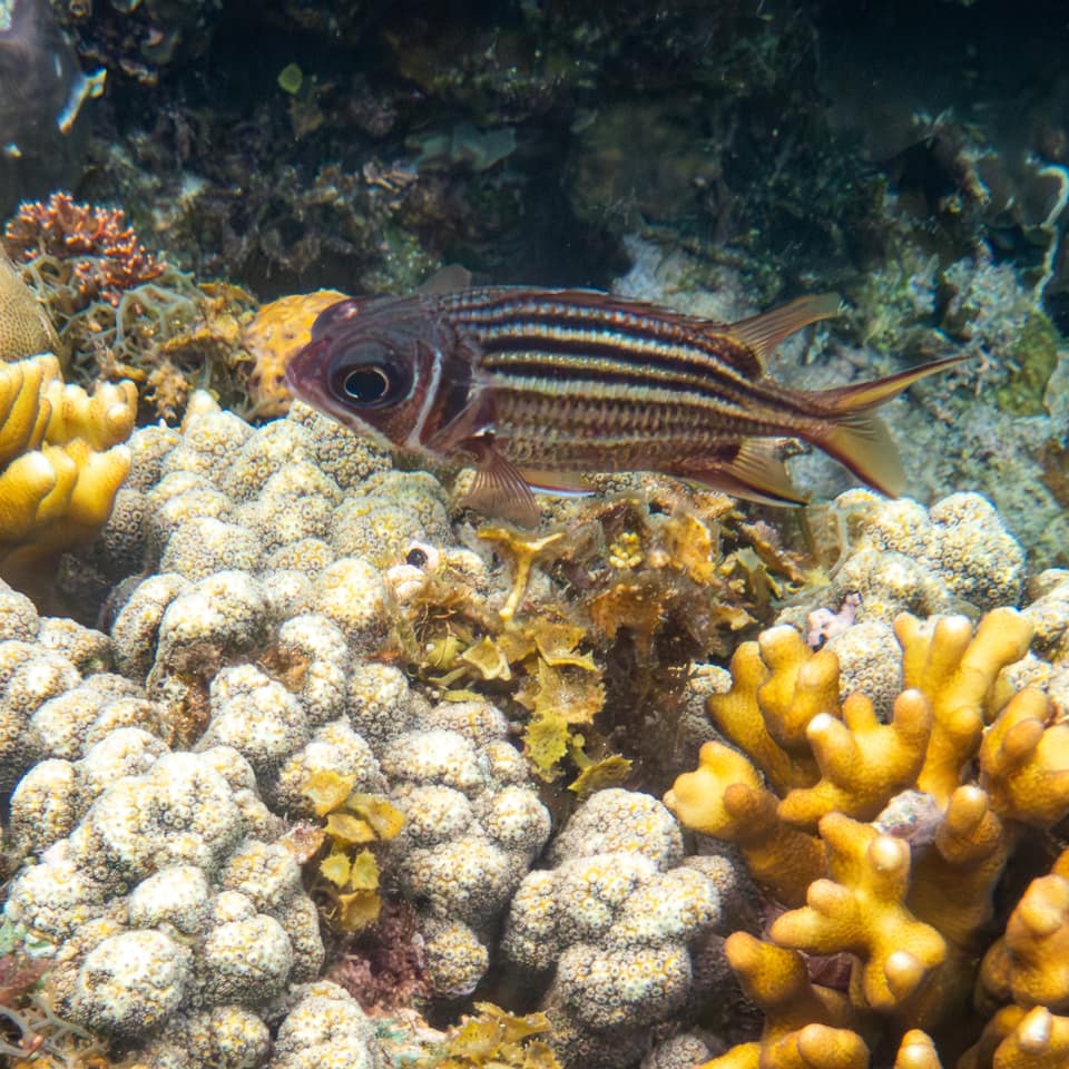 ภาพประกอบของ ปลาข้าวเม่าเข้มลายเส้น (Sargocentron praslin)