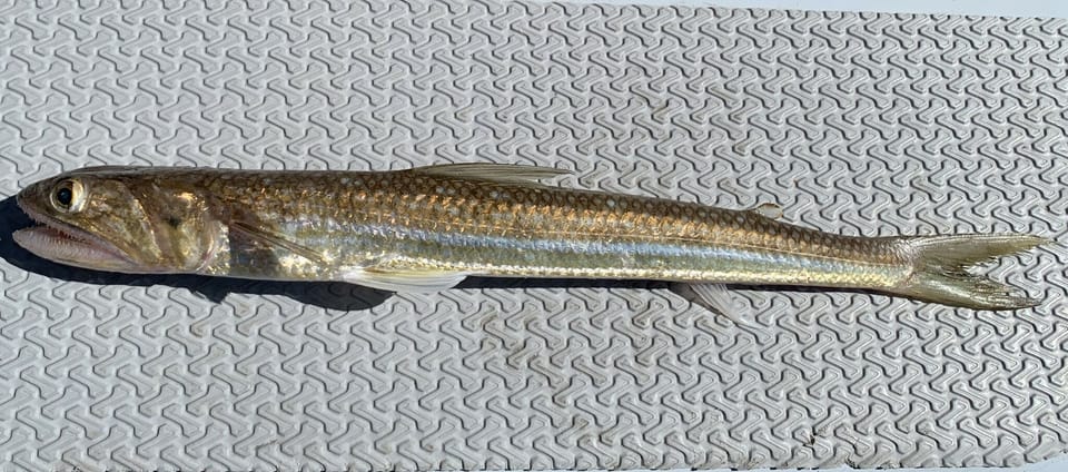 ภาพประกอบของ ปลา undosquamis (Saurida undosquamis)