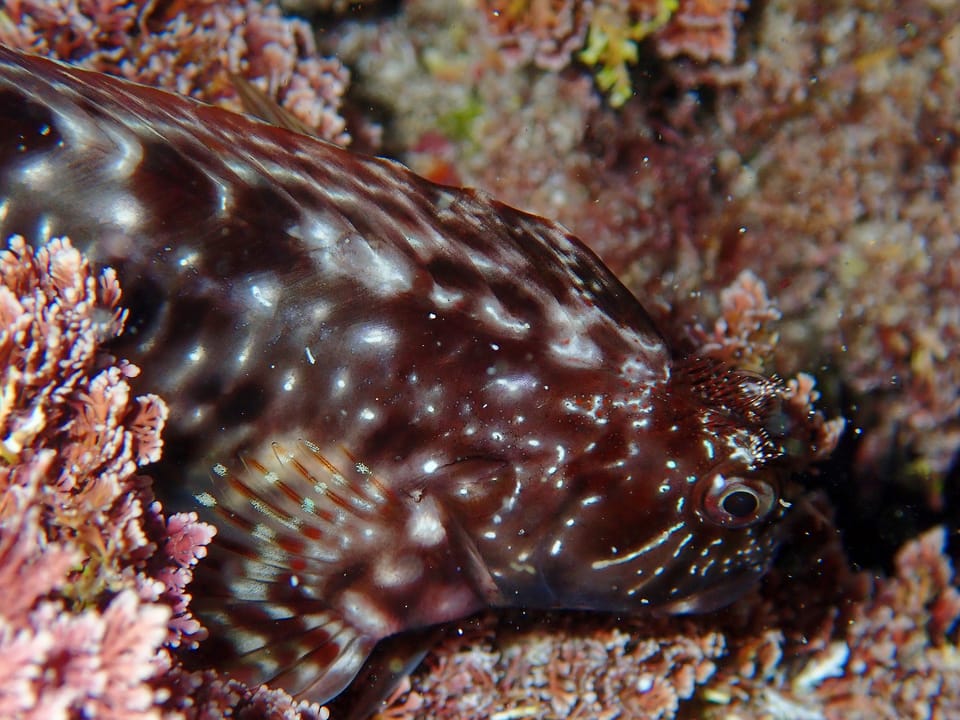 ภาพประกอบของ ปลาตั๊กแตนหิน cristata (Scartella cristata)