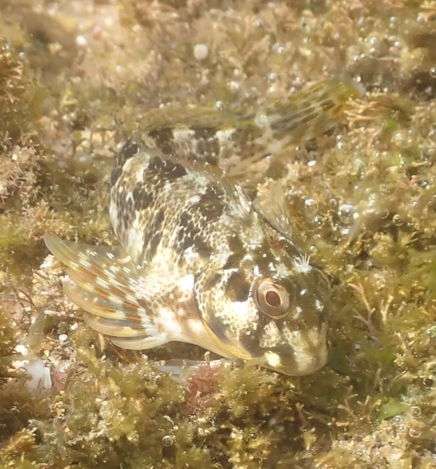 ภาพประกอบของ ปลาตั๊กแตนหินตั๊กแตนหิน (Scartella emarginata)