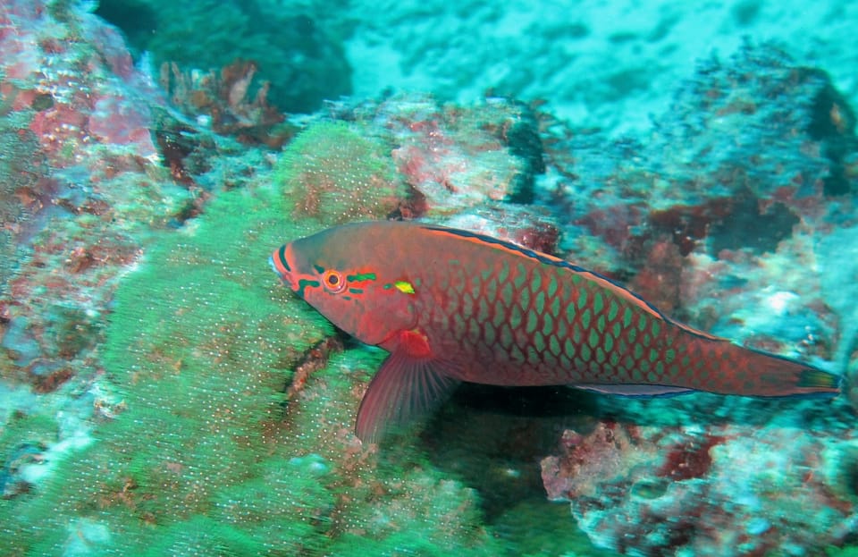 ภาพประกอบของ ปลานกแก้วปากส้ม (Scarus niger)