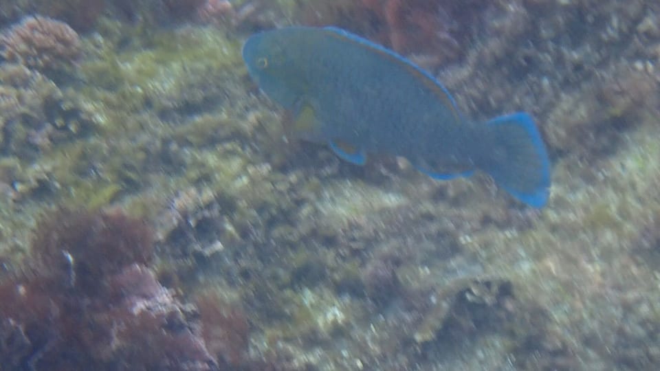 ภาพประกอบของ ปลานกแก้ว ovifrons (Scarus ovifrons)