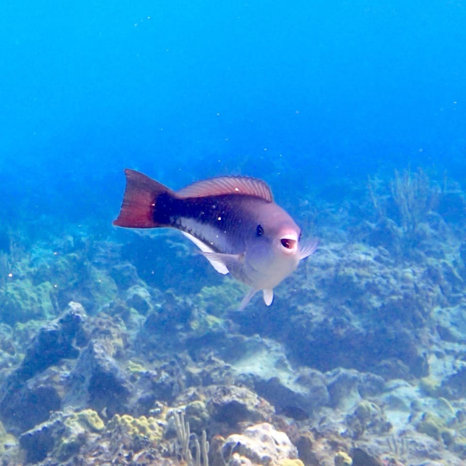 ภาพประกอบของ ปลานกแก้ว vetula (Scarus vetula)