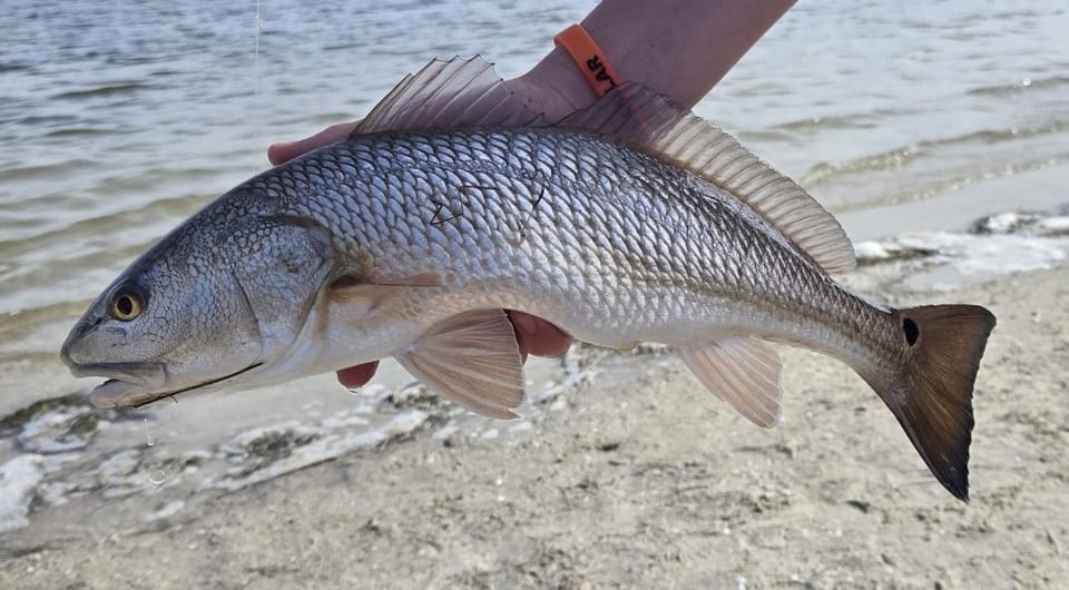 ภาพประกอบของ ปลาจวด ocellatus (Sciaenops ocellatus)