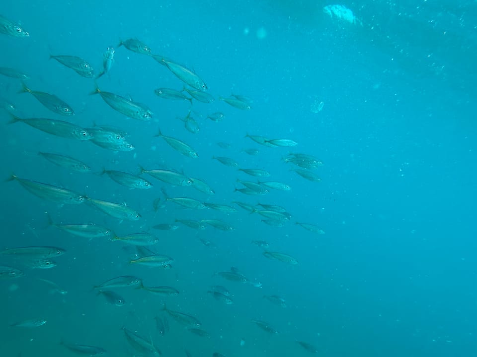 ภาพประกอบของ ปลา australasicus (Scomber australasicus)