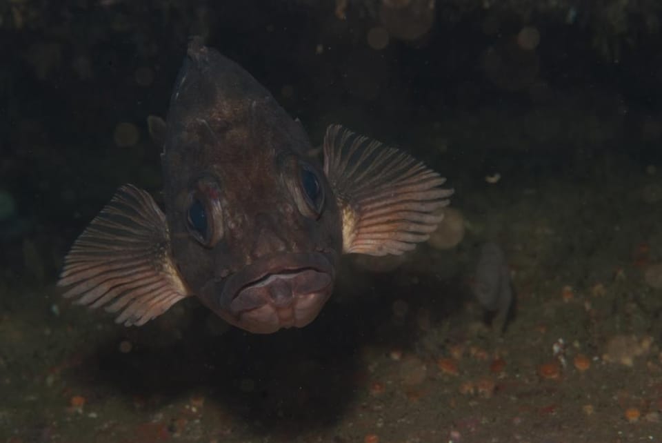 ภาพประกอบของ ปลา capensis (Sebastes capensis)