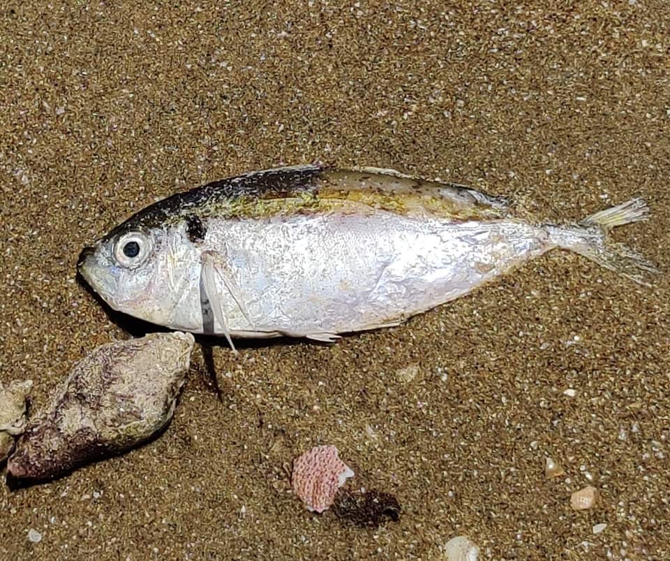 ภาพประกอบของ ปลา leptolepis (Selaroides leptolepis)