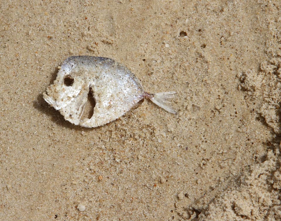 ภาพประกอบของ ปลา dorsalis (Selene dorsalis)