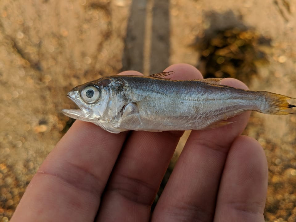 ภาพประกอบของ ปลาจวด politus (Seriphus politus)
