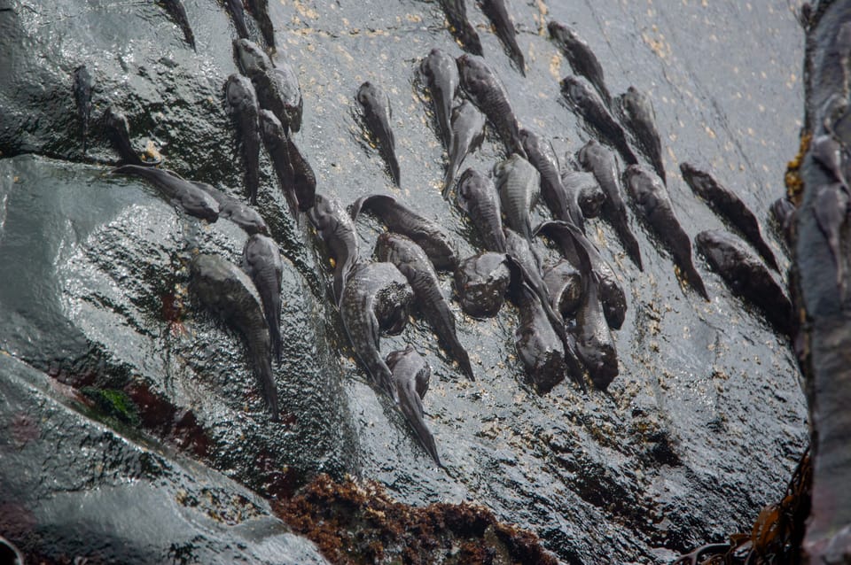 ภาพประกอบของ ปลา sanguineus (Sicyases sanguineus)