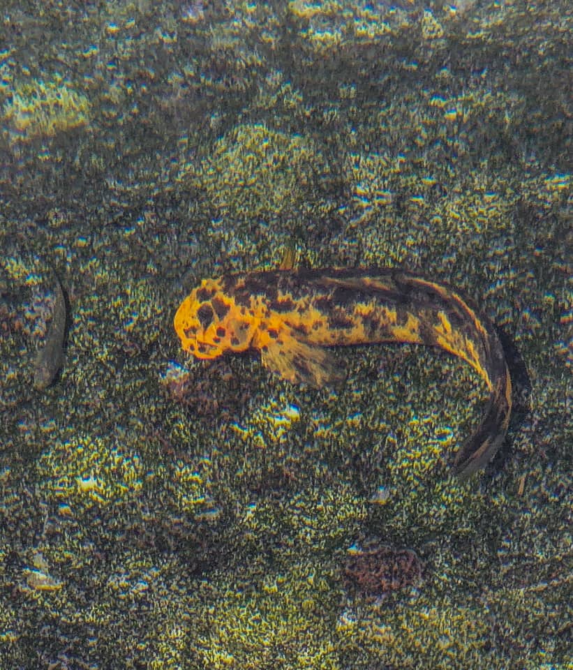 ภาพประกอบของ ปลาบู่บู่ (Sicydium plumieri)