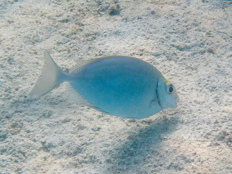 ภาพประกอบของ ปลาใบขนุนสีเงิน (Siganus argenteus)
