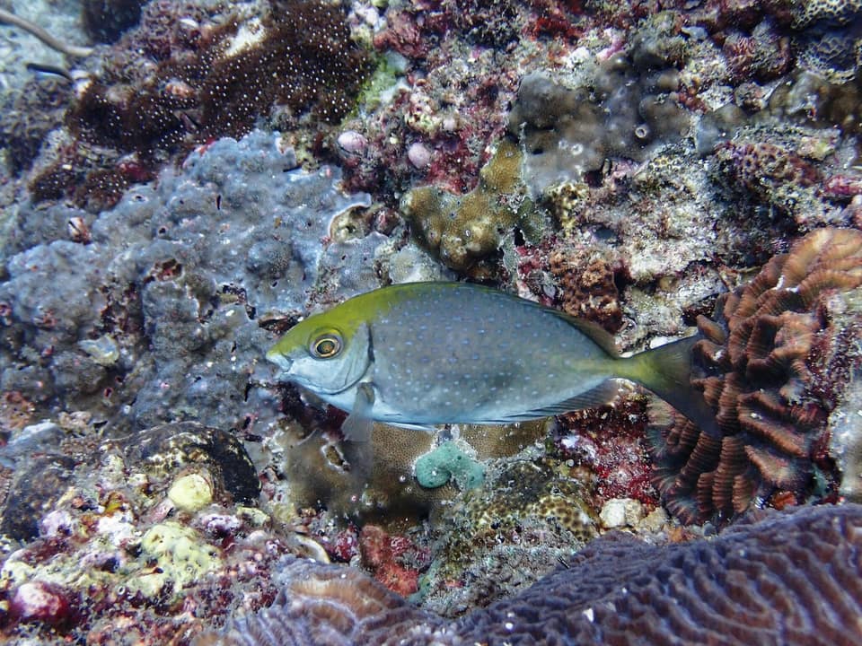 ภาพประกอบของ ปลาสลิดทะเลจุดขาว (Siganus canaliculatus)