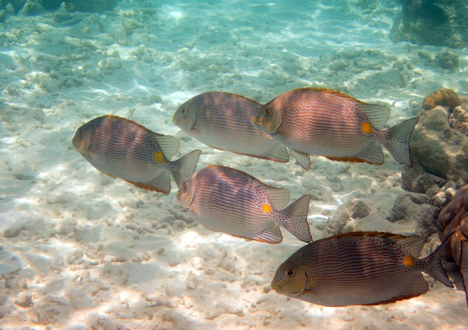 ภาพประกอบของ ปลาสลิดทะเลสีบรอนซ์ลายเส้น (Siganus insomnis)