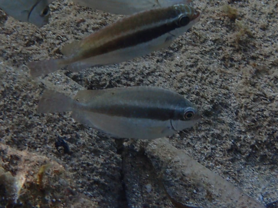 ภาพประกอบของ ปลาสลิดทะเลคล้ำ (Siganus luridus)