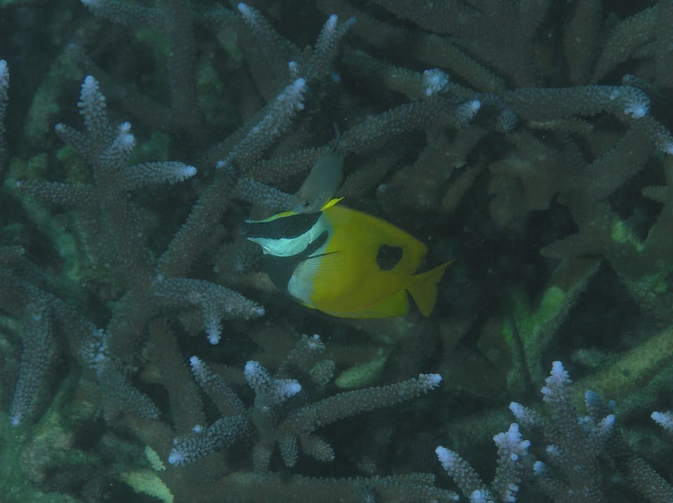 ภาพประกอบของ ปลาสลิดทะเลดำ (Siganus unimaculatus)