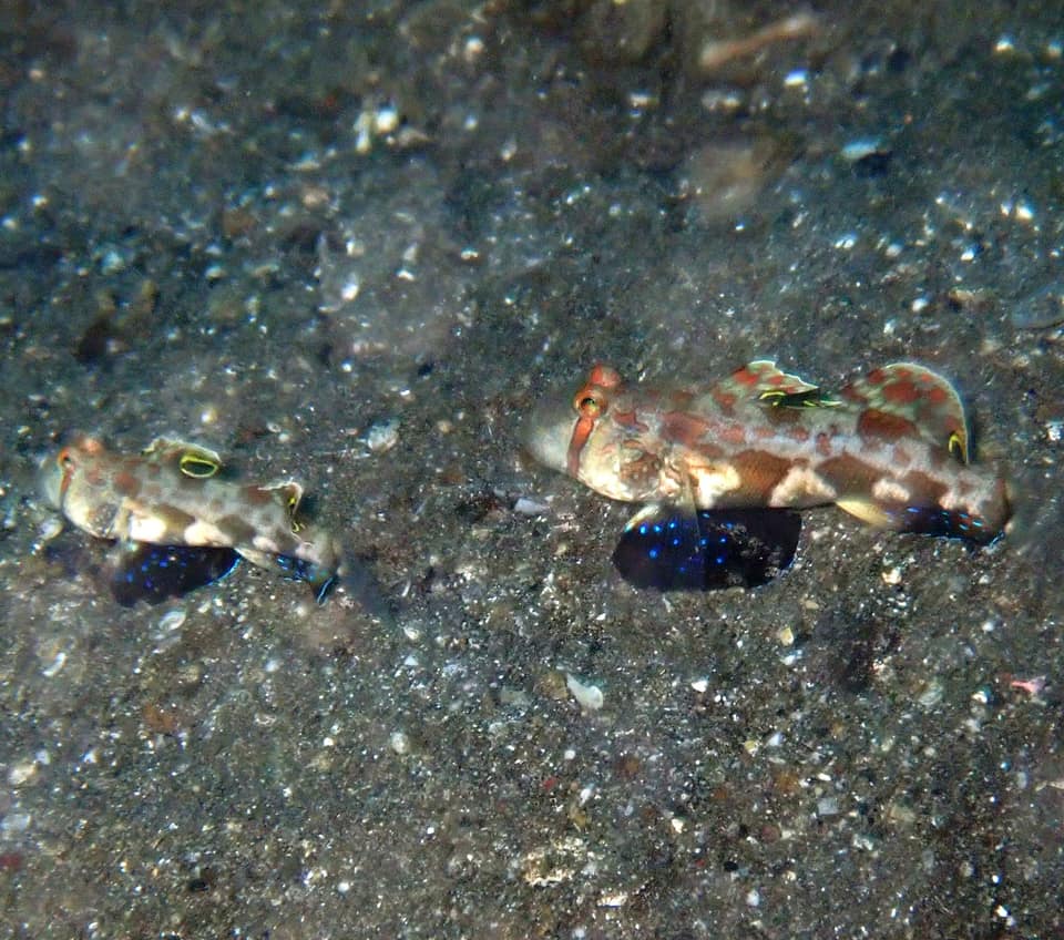 ภาพประกอบของ ปลาบู่บู่ (Signigobius biocellatus)