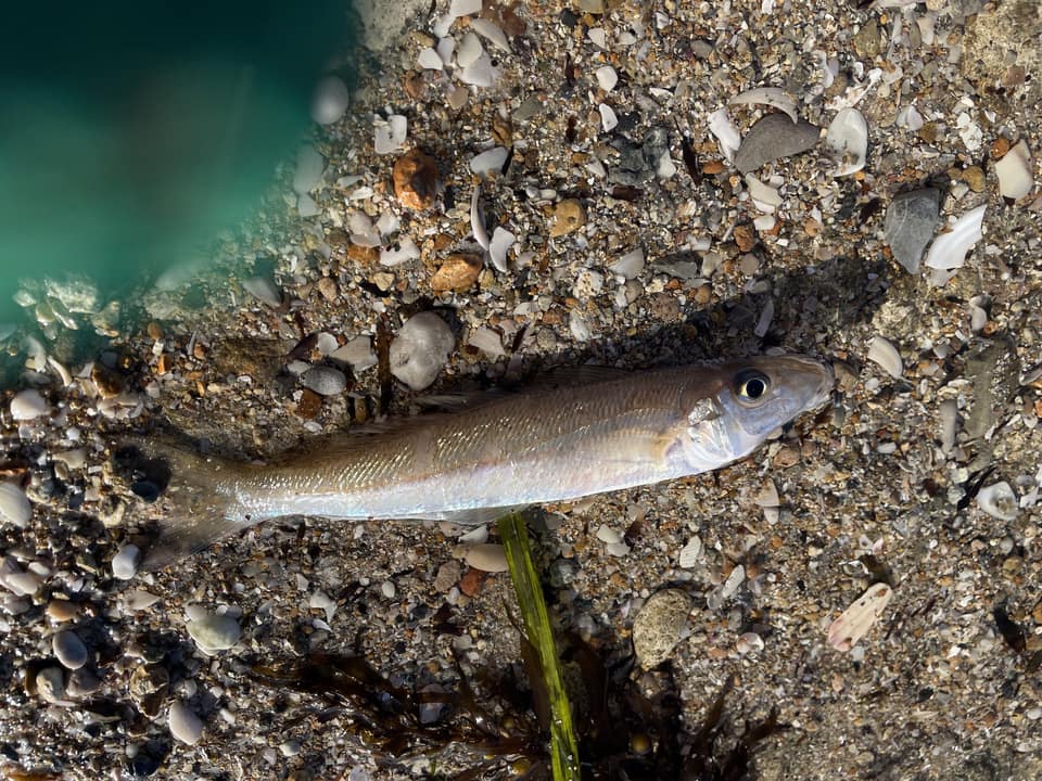 ภาพประกอบของ ปลา bassensis (Sillago bassensis)