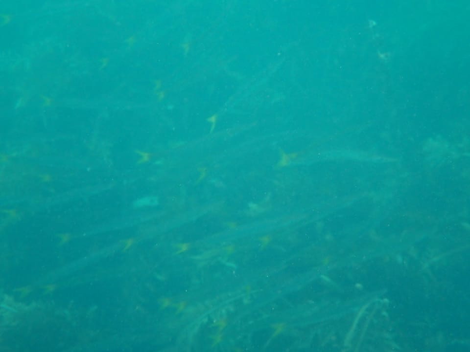 ภาพประกอบของ ปลา argentea (Sphyraena argentea)