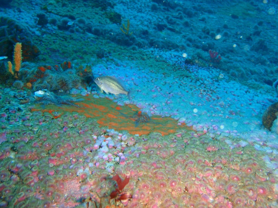 ภาพประกอบของ ปลา emarginatum (Spondyliosoma emarginatum)
