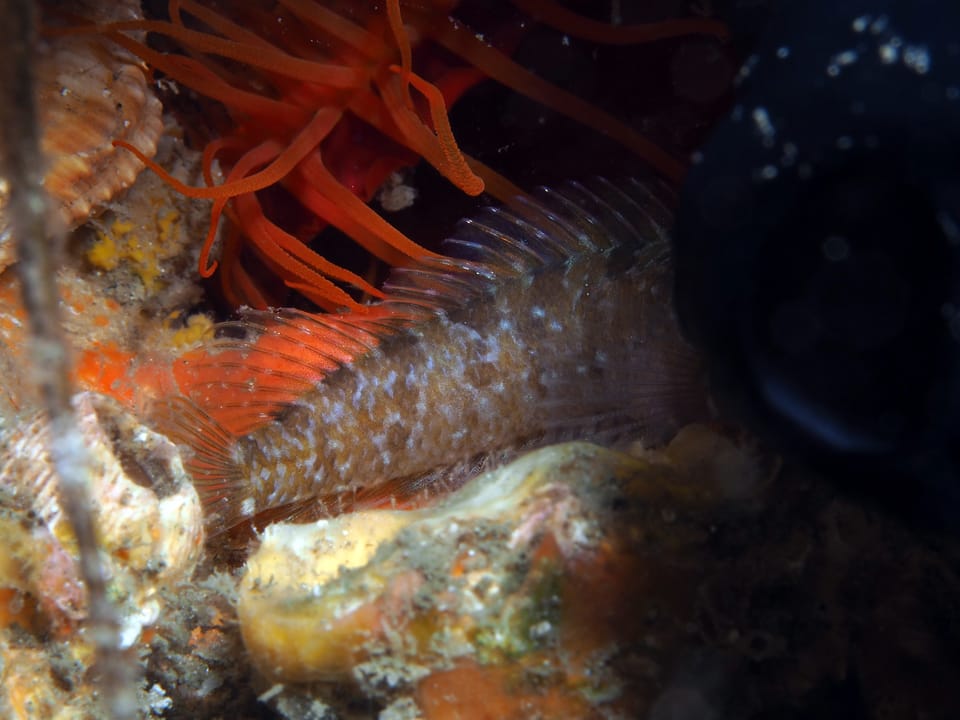 ภาพประกอบของ ปลา ocellata (Starksia ocellata)