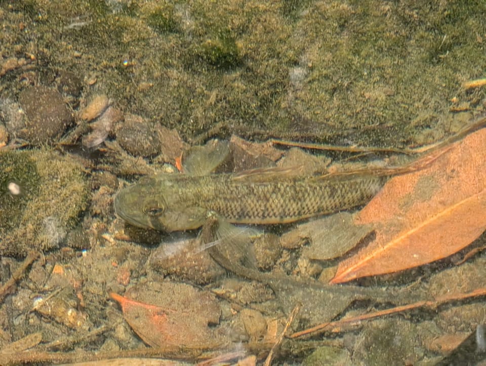 ภาพประกอบของ ปลาบู่บู่ (Stenogobius hawaiiensis)