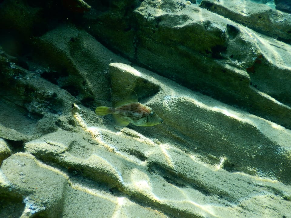 ภาพประกอบของ ปลาวัวหนังลายตาข่าย (Stephanolepis diaspros)