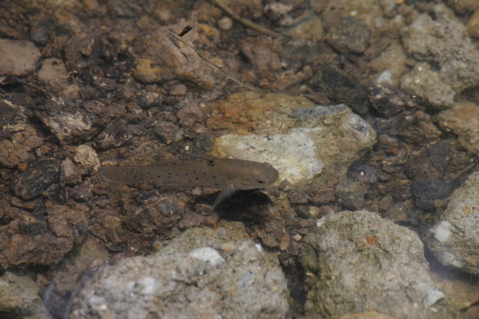 ภาพประกอบของ ปลาบู่กล้วย (Stigmatogobius sadanundio)