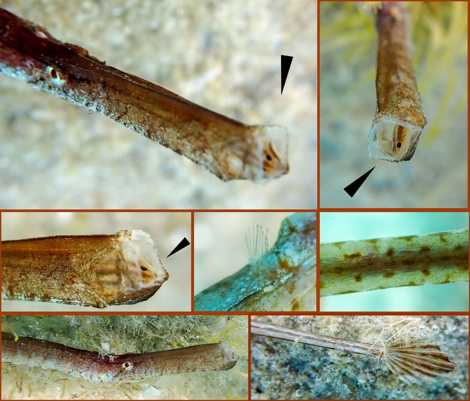 ภาพประกอบของ ปลาจิ้มฟันจระเข้ typhle (Syngnathus typhle)