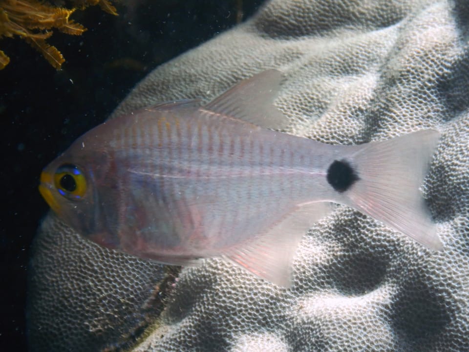 ภาพประกอบของ ปลาอมไข่ลายทแยง (Taeniamia fucata)