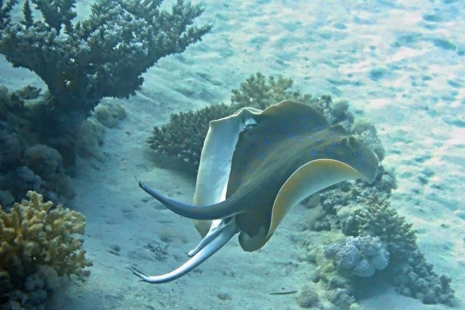 ภาพประกอบของ ปลา lymma (Taeniura lymma)