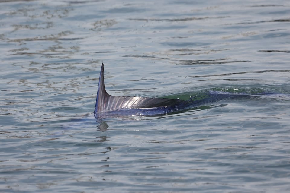 ภาพประกอบของ ปลา belone (Tetrapturus belone)