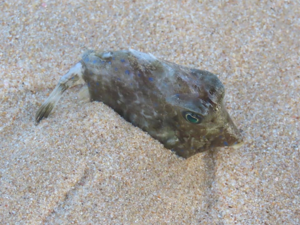 ภาพประกอบของ ปลากระดูก (Tetrosomus concatenatus)
