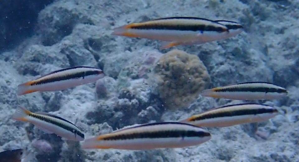 ภาพประกอบของ ปลานกขุนทอง amblycephalum (Thalassoma amblycephalum)