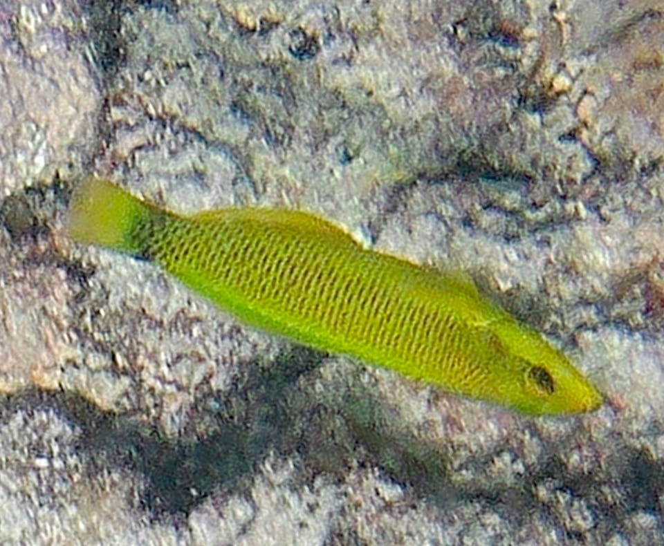ภาพประกอบของ ปลานกขุนทอง ballieui (Thalassoma ballieui)