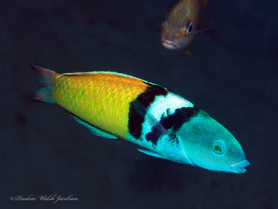 ภาพประกอบของ ปลานกขุนทองหัวน้ำเงิน (Thalassoma bifasciatum)